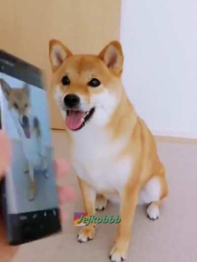 (not) My dog is the only one in the world that can do the last pose
