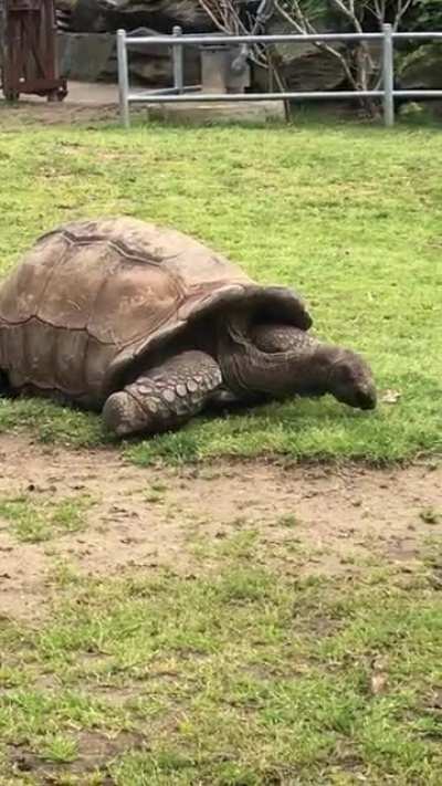 Big beautiful torts at the Philly zoo!
