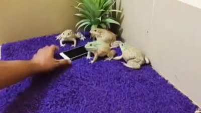 Сторо<wbr>жевые жабы, это что то новен<wbr>ькое.