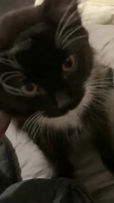 The cats I grew up with literally never spoke, so I’m still getting used to my little yelling guy