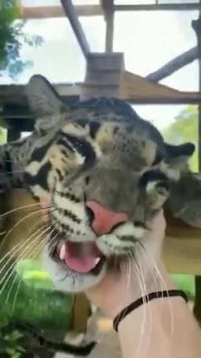 Котик