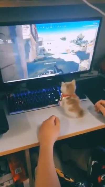 Tripple kill with that paw <3