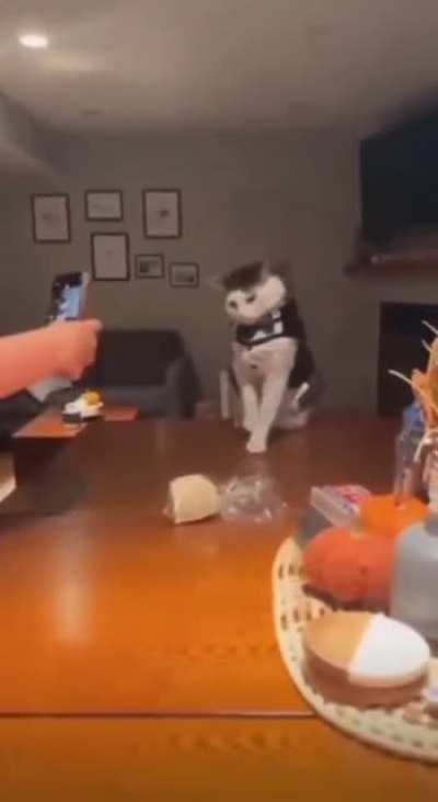 Kitty