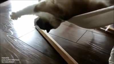 Cat learns to use a hammock