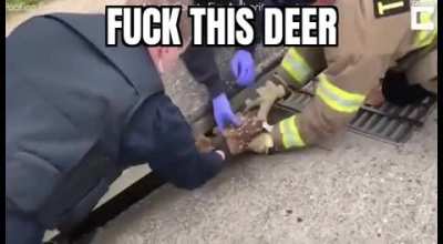 Fuck this deer in particular