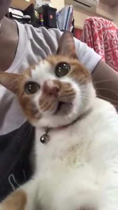 Gato do Matuê