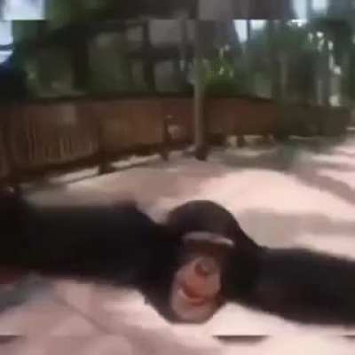 warning - monke
