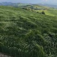 🔥 The great grass sea