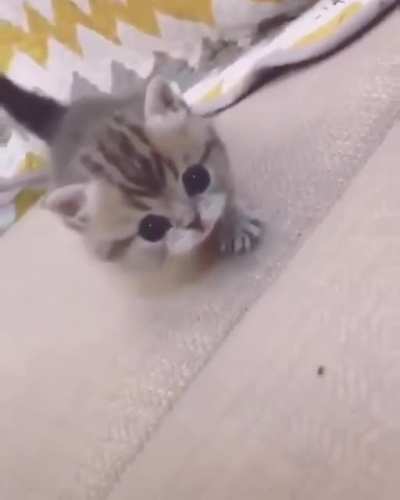 I think this is the most illegal kitty by far