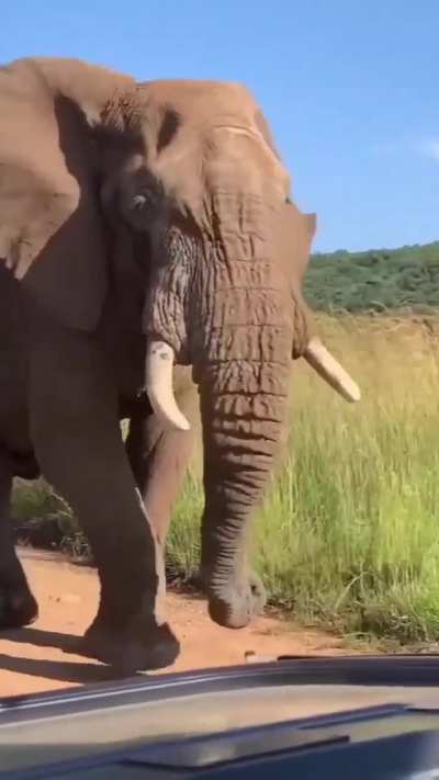 🔥 This Elephant looks so happy 