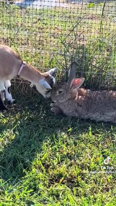 Wunky friendship