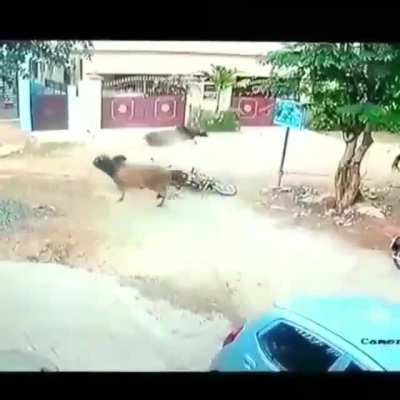 WCGW Trying to turn without honking.