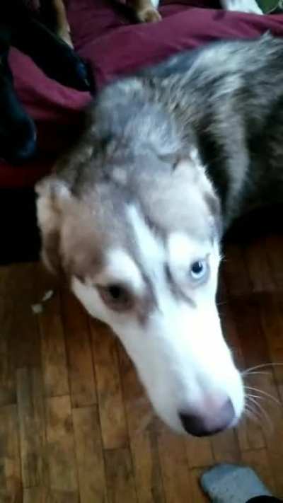 Tikaani isn't a talker, so I'm teaching her. This is her first awoooo. I'm so proud!