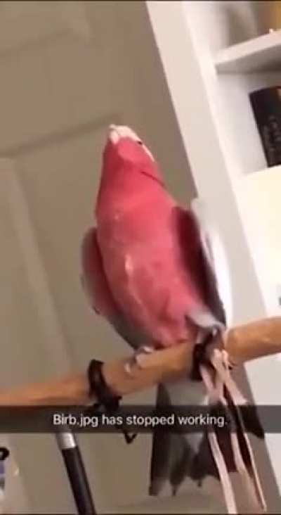 .bat