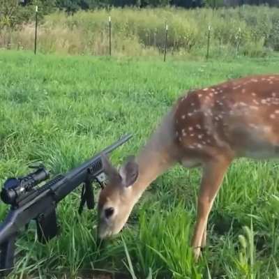 Chad deer