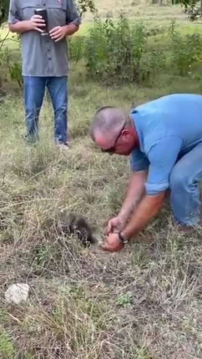 To pickup a Porcupine…