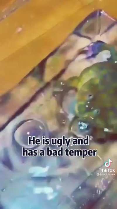 [VOLUME WARNING] glub glub frog