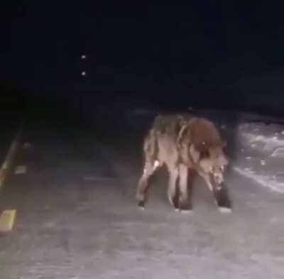 Absolute fucking UNIT of a Wolf!