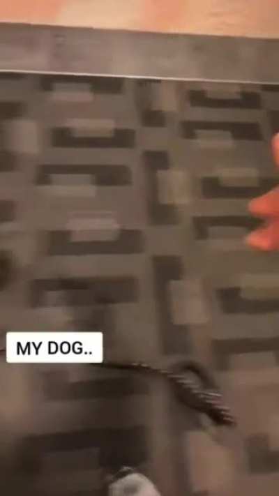 Other’s Dogs vs Mine