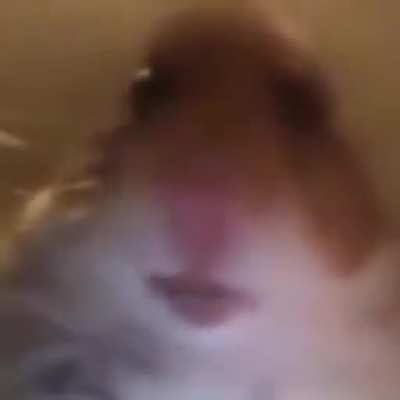 Fofinho