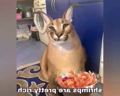 Shrimp floppa