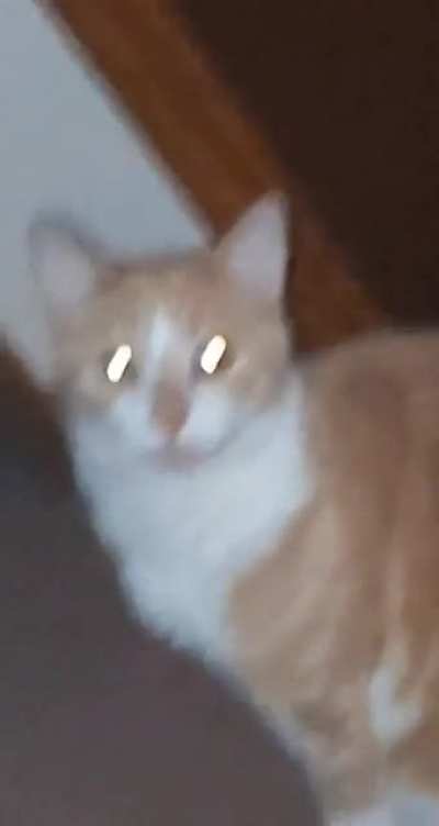 Meowments before my doom