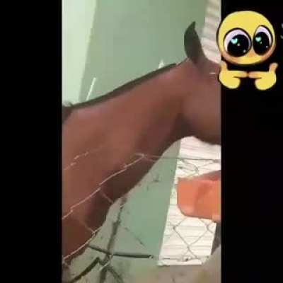 Hello cavalo