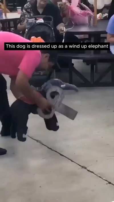 Dog dressed up as elephant 