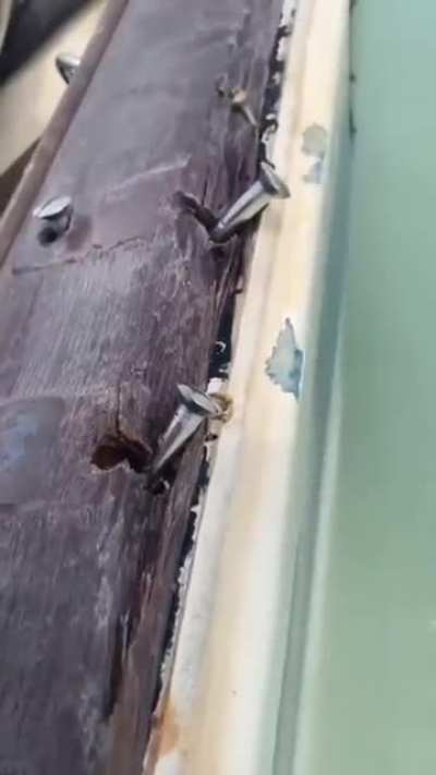Tis but a scratch