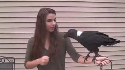 Ravens can talk. The common raven, like other corvids, can mimic sounds from their environment, including human speech