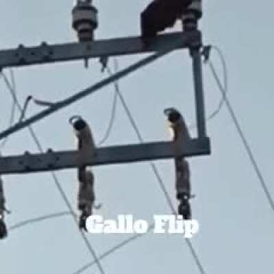 flipeo gallaso