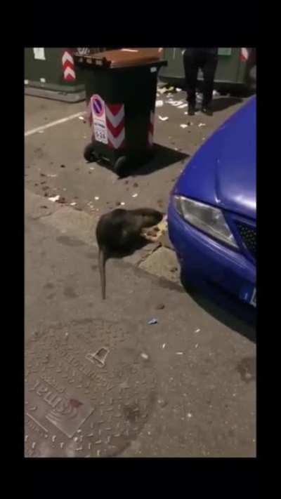 Big ass rodent.