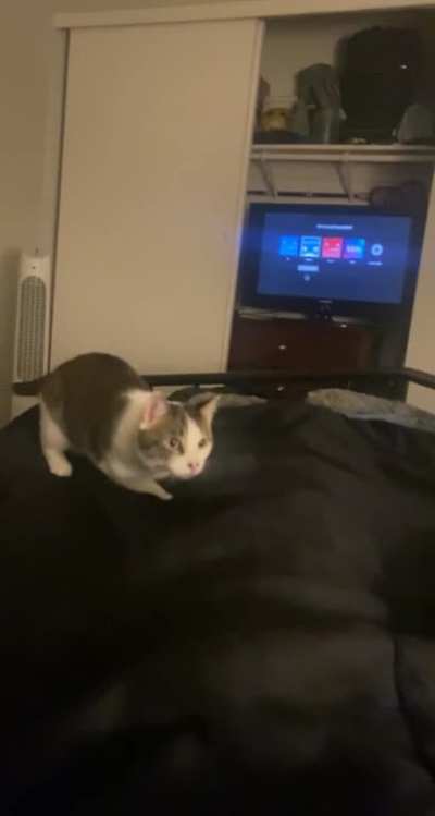 Ready (wiggle), Aim (crouch), FIRE! (Pounce!)