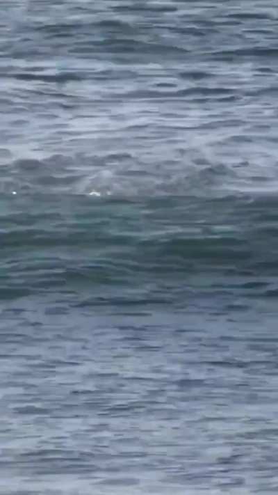 🔥Paddle boarder gets hit by dolphin