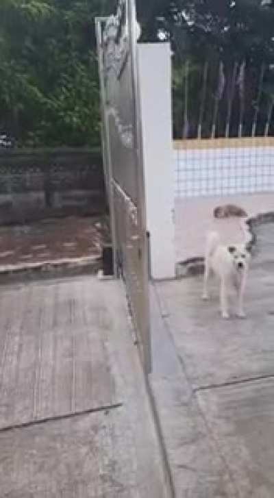 funny, those pussies look more like dogs to me