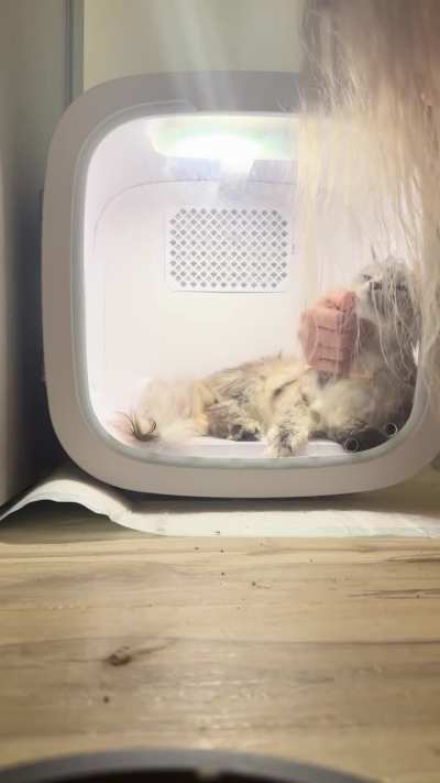 Lizzy got some pets while she was in her dryer today