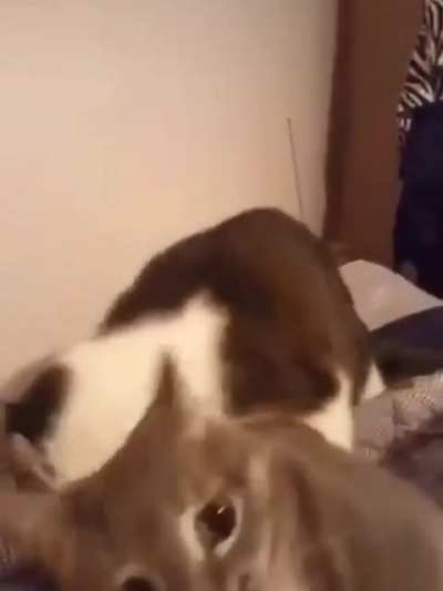Do not the cat