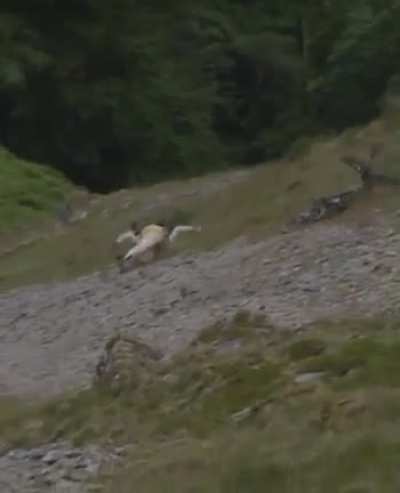 ALIVE - Mountain Biking Gone Way Wrong