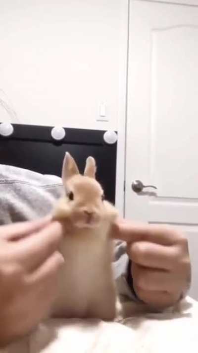 Bonito conejo