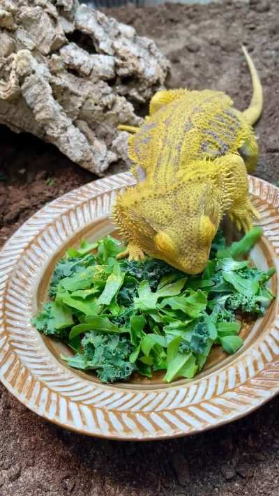 BeardedDragons