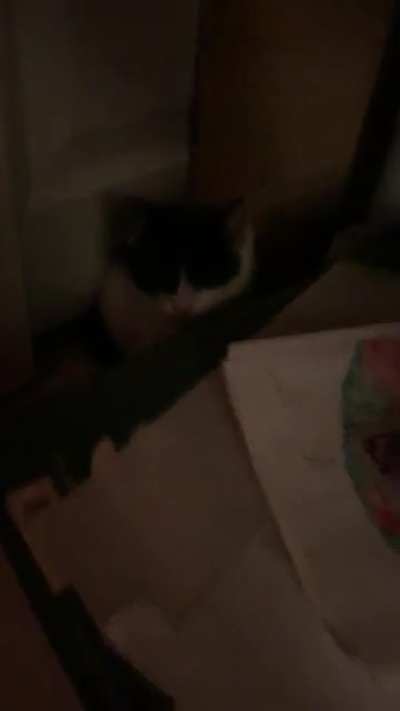 Screaming at a cat