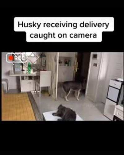 Husky takes care of home delivery