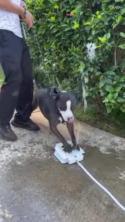 Great... now your doggo wants to bring back his new toy in your home.