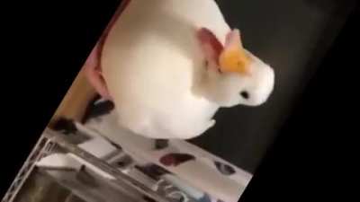 when duck