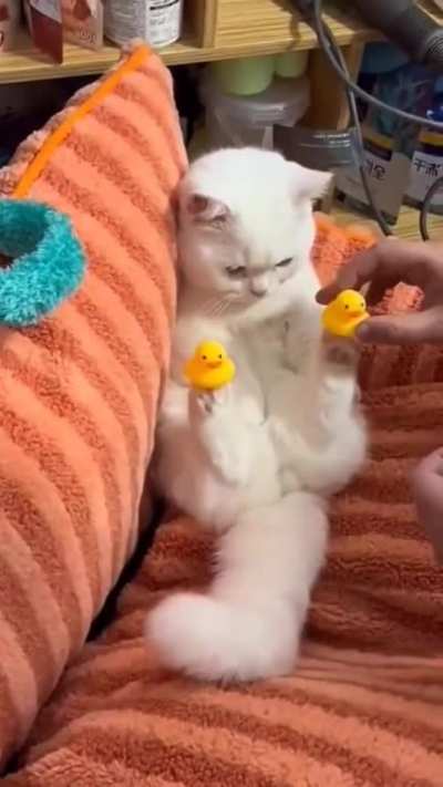 Duck Toes