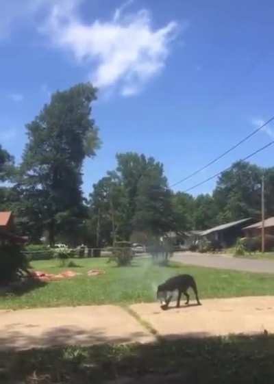 Damn dog.