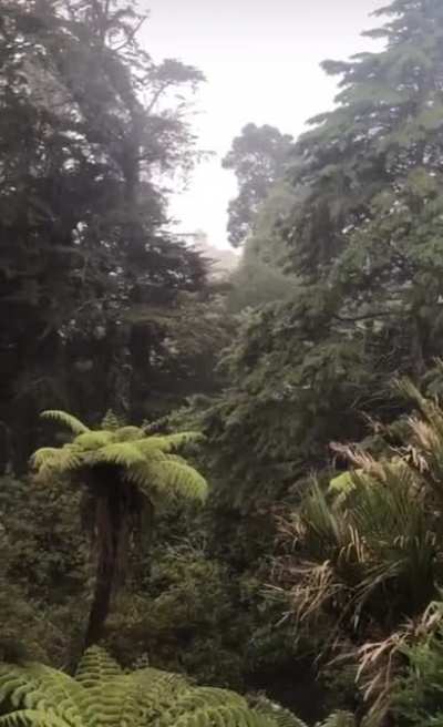 Feeling cozy, my backyard in New Zealand