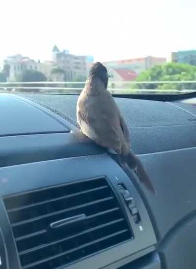 Beautiful bulbul bird enjoying a ride through the streets of Beirut