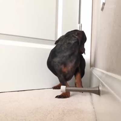 Future Boxer