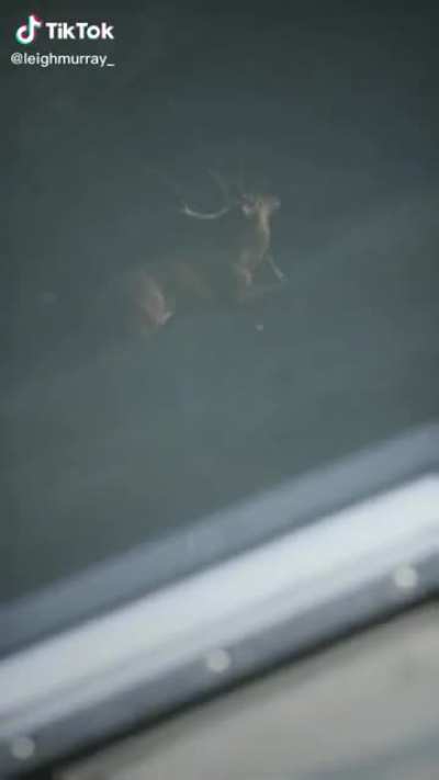Christmas Deer